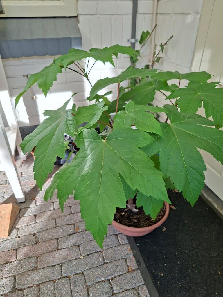 Bonsai boompje in schaal, Ophalen, Minder dan 100 cm, Overige soorten, Zomer
