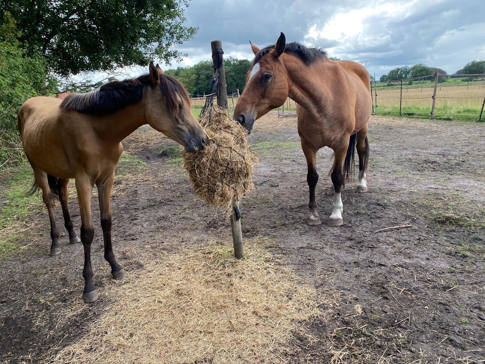 Stalling paddock paradise tussen Rucphen en Zundert, Dieren en Toebehoren, Weidegang, 2 of 3 paarden of pony's