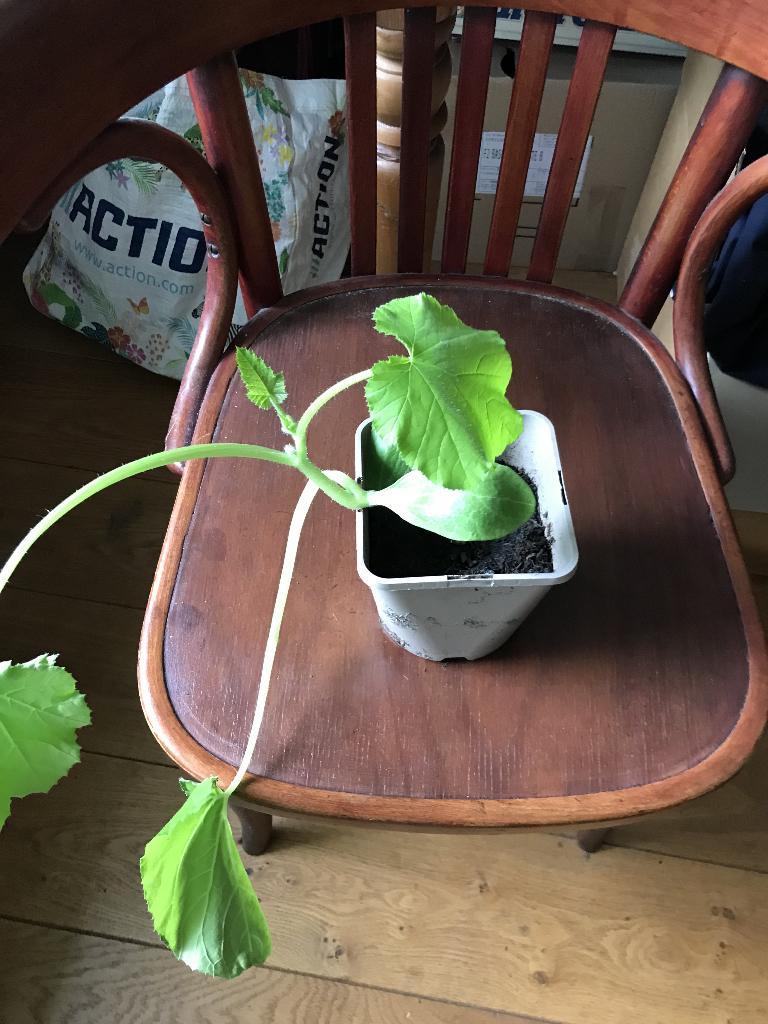 flessen pompoen, Tuin en Terras, Planten | Tuinplanten, Ophalen, Overige soorten, Volle zon