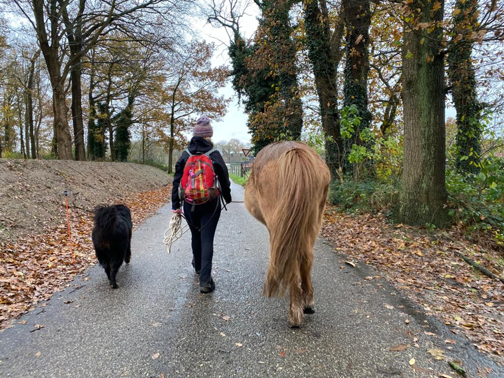 Verzorgpaard/ pony gezocht omgeving Amersfoort, Dieren en Toebehoren, 1 paard of pony
