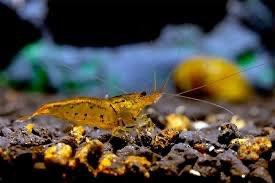 Tangerina Tijger Garnalen, Kreeft, Krab of Garnaal, Zoetwatervis, Schoolvis