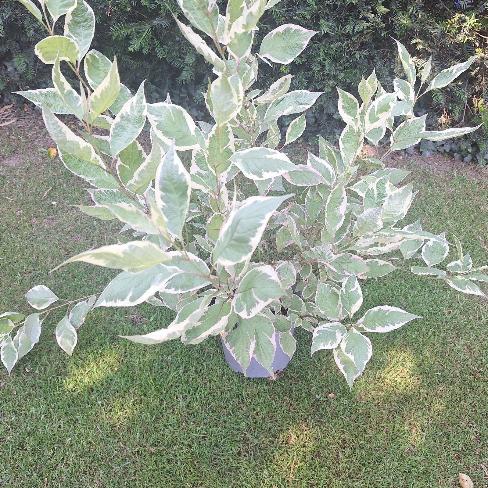 Cornus Miracle - Bonte Kornoelje met opvallend blad, Volle zon, Vaste plant, Bloeit niet, Ophalen