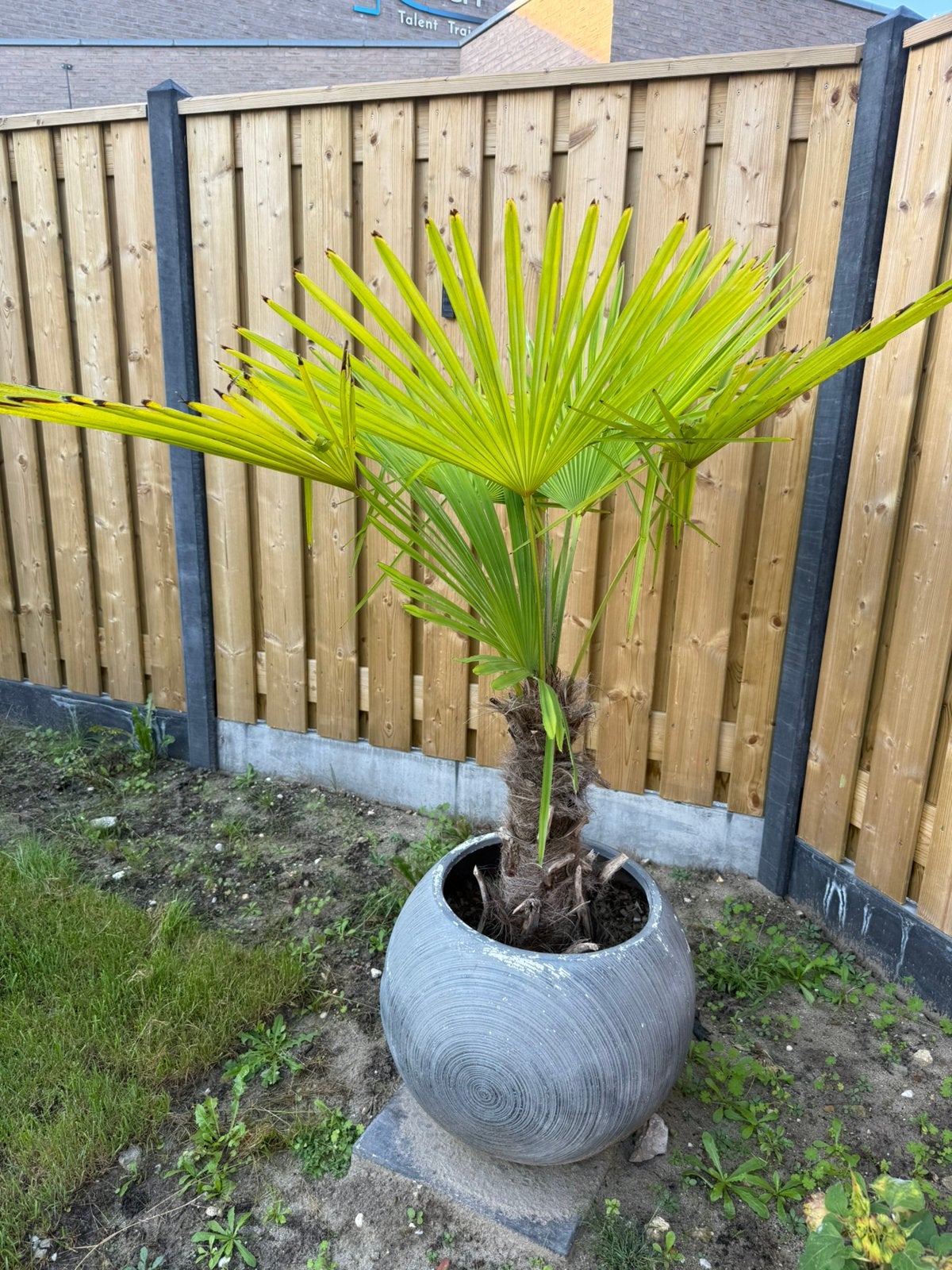 Winterharde palmboom Trachycarpus fortunei incl. sierpot, 100 tot 250 cm, Zomer, Palmboom, Ophalen