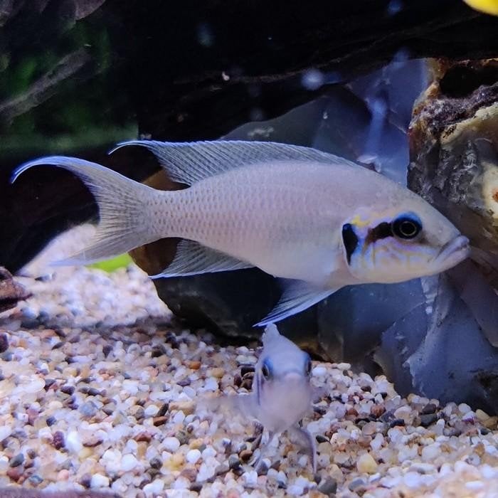 Neolamprologus brichardi, Dieren en Toebehoren, Vissen | Aquariumvissen, Vis