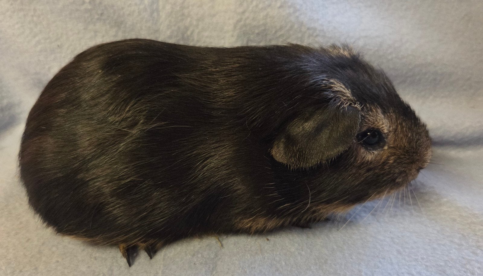 cavia zeugjes, Januari, Vrouwelijk, Cavia