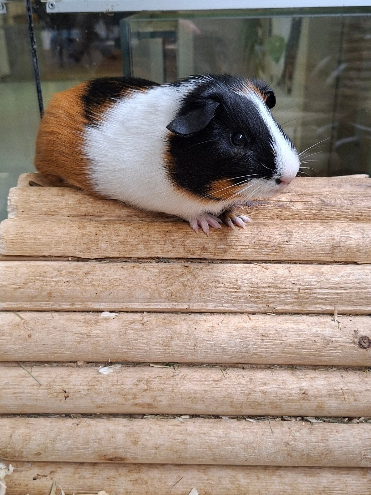 Hele leuke cavia beertjes, Mei, Mannelijk, Cavia