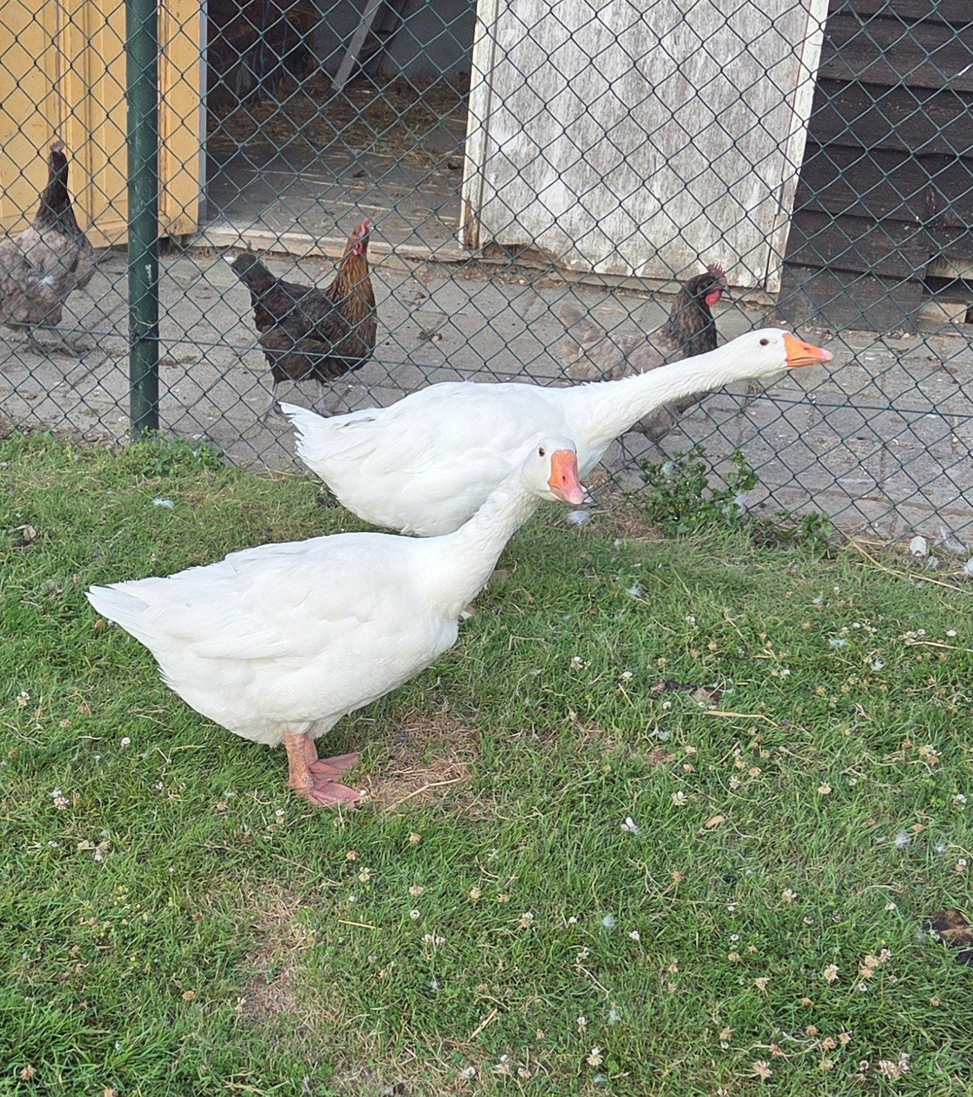 Te koop: Mooi ganzenkoppel – goede legger, Meerdere dieren, Gans of Zwaan