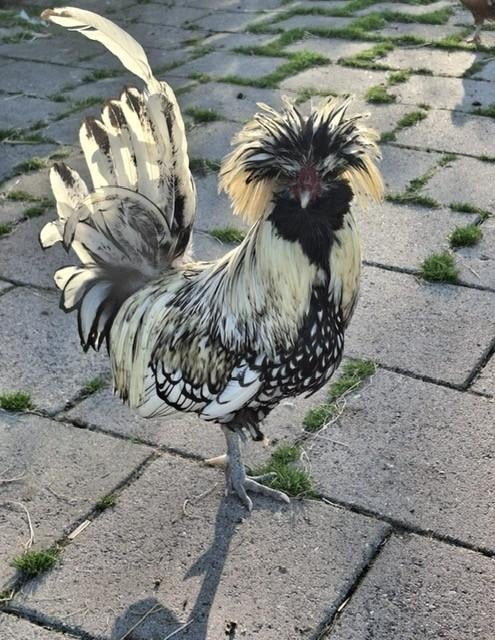 Noordhollands Kuifhoenhaantje, Dieren en Toebehoren, Pluimvee, Mannelijk, Kip