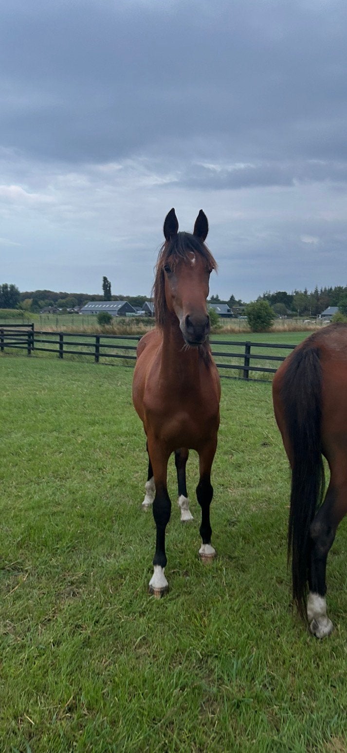 1-jarige merrie Victoria te koop, Dieren en Toebehoren, Paarden, Merrie, Minder dan 160 cm, Niet van toepassing, 0 tot 2 jaar