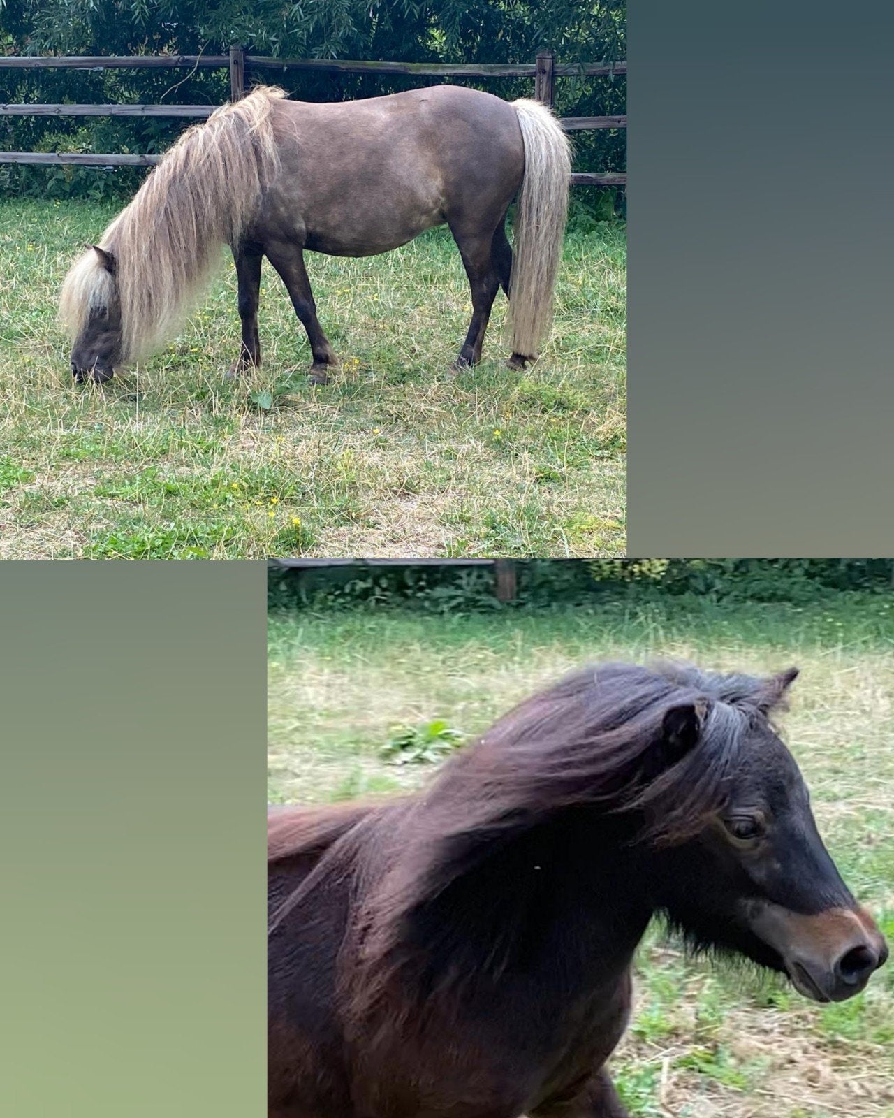 2 super leuke nmprs merries, moeder en dochter, Dieren en Toebehoren, Pony's, Merrie, A pony (tot 1.17m), Met stamboom