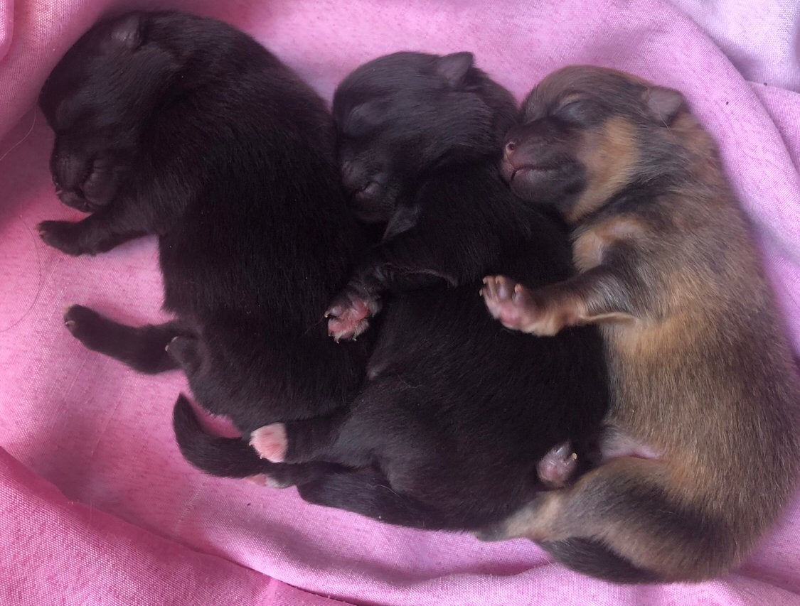 Pomeriaan Dwergkees Puppy’s, Dieren en Toebehoren, Parvo, Overige rassen, 8 tot 15 weken, Meerdere
