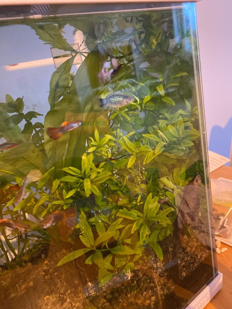 Twee platy’s gratis!!!, Dieren en Toebehoren, Vis, Zoetwatervis