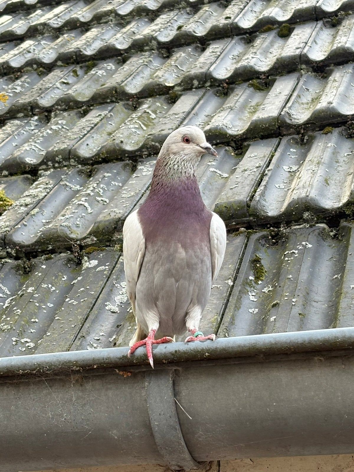 Wie is zijn sierduif kwijt?, Dieren en Toebehoren, Mannelijk, Overige soorten