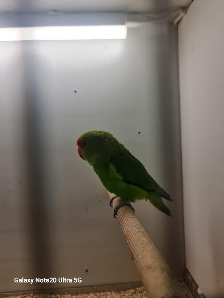 Taranta man, Dieren en Toebehoren, Meerdere dieren, Parkiet