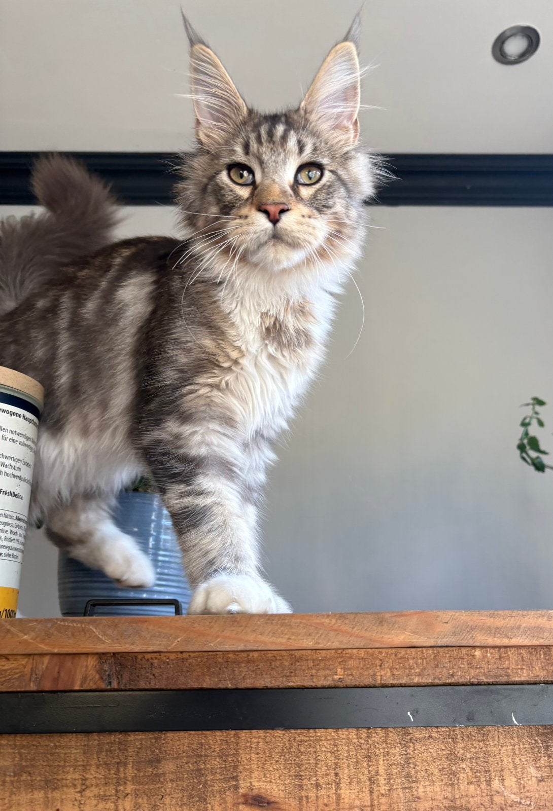 Mooie maine coon kater van 6 maanden met stamboom, Kater, Met stamboom, 0 tot 2 jaar