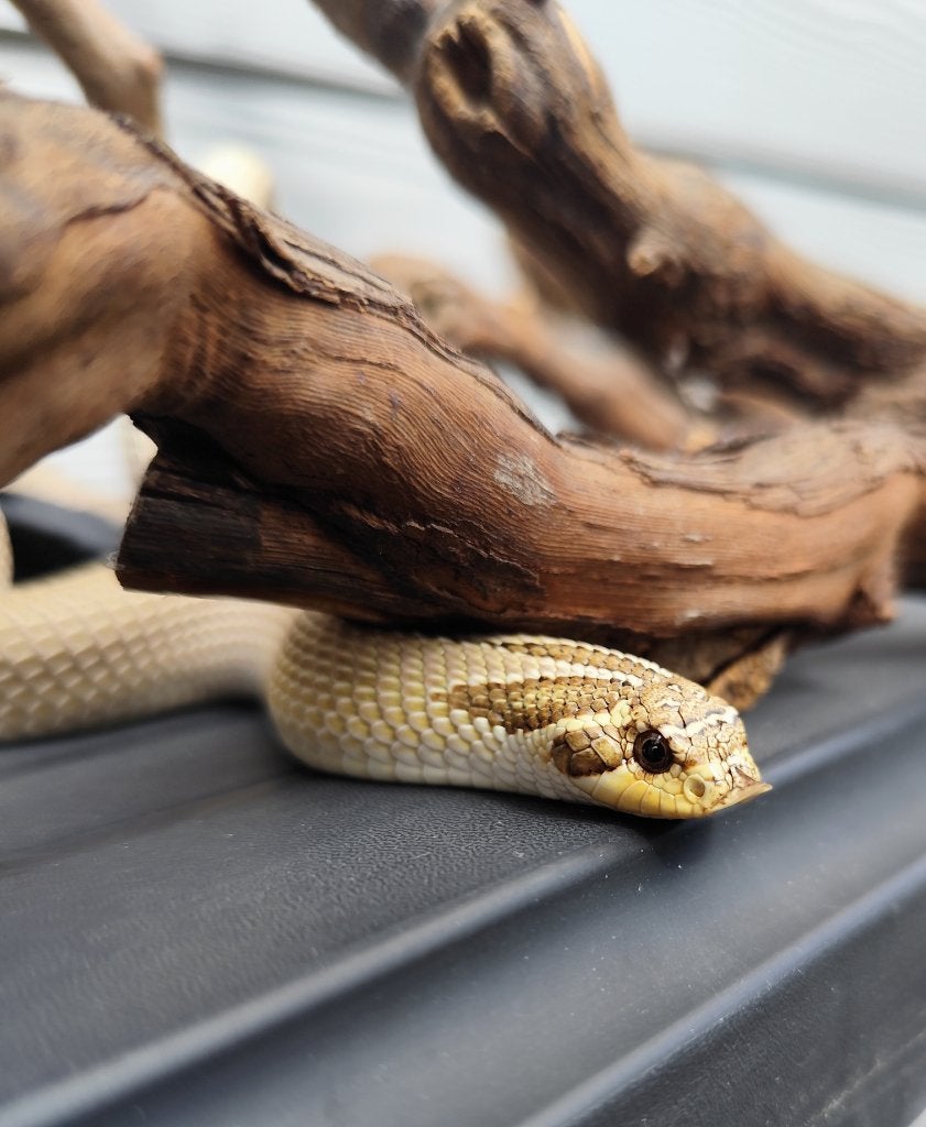 1.0 Heterodon nasicus het snow, Slang, Tam, 0 tot 2 jaar
