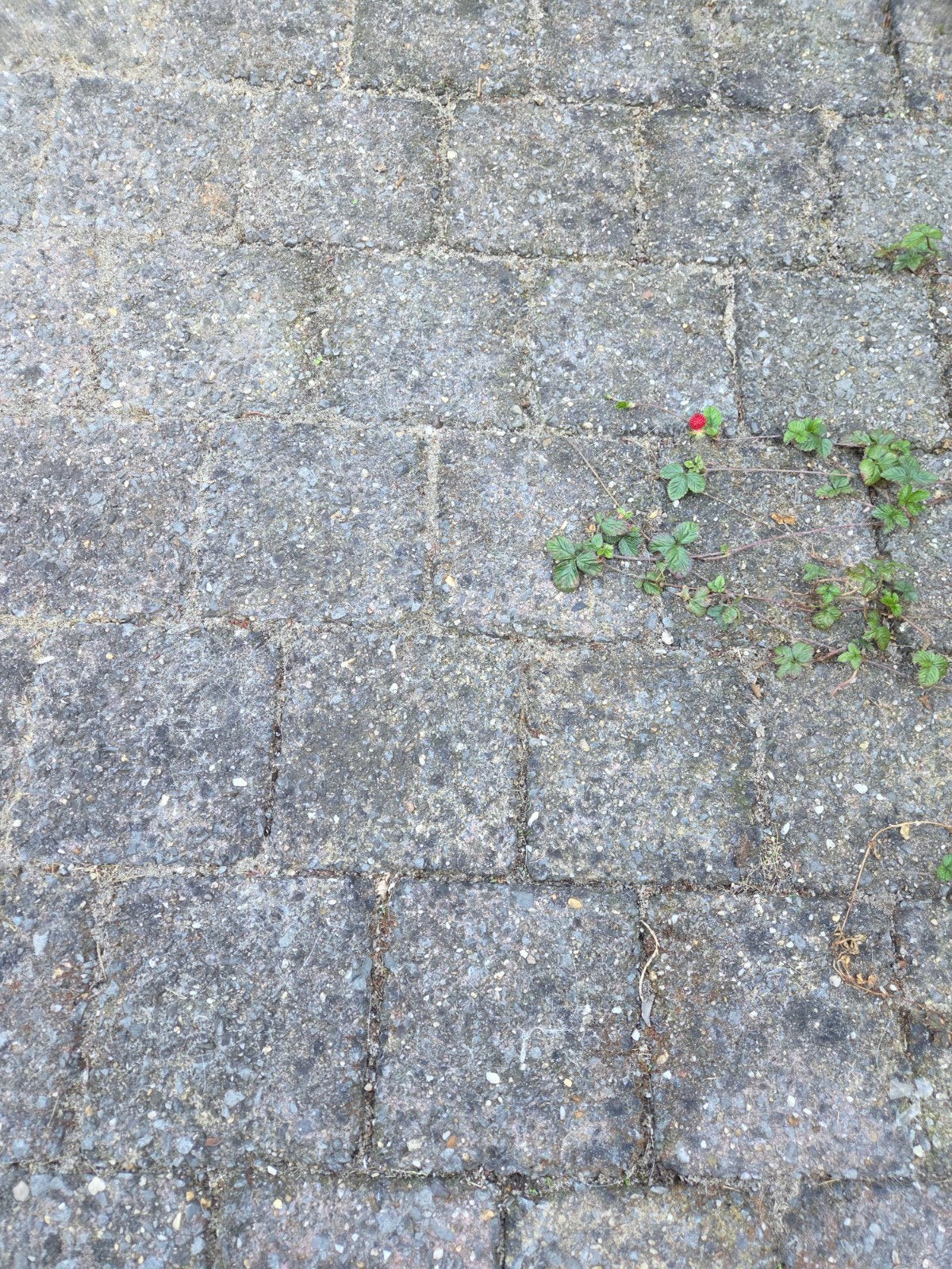 Ca. 40m2 koppelstones - Gebruikt, Ophalen, Gebruikt, Beton, Klinkers