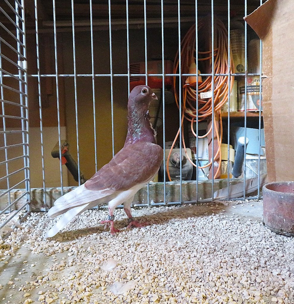 Figurita, Dieren en Toebehoren, Meerdere dieren, Overige soorten