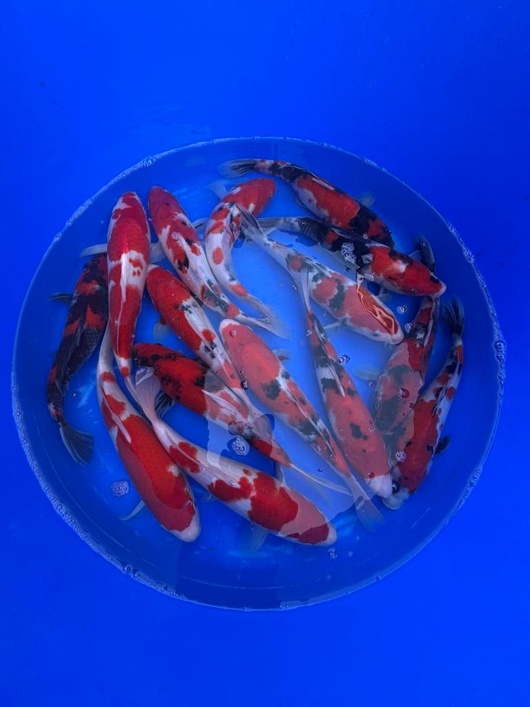 Marusei mix, Dieren en Toebehoren, Vissen | Vijvervissen, Karper of Koi