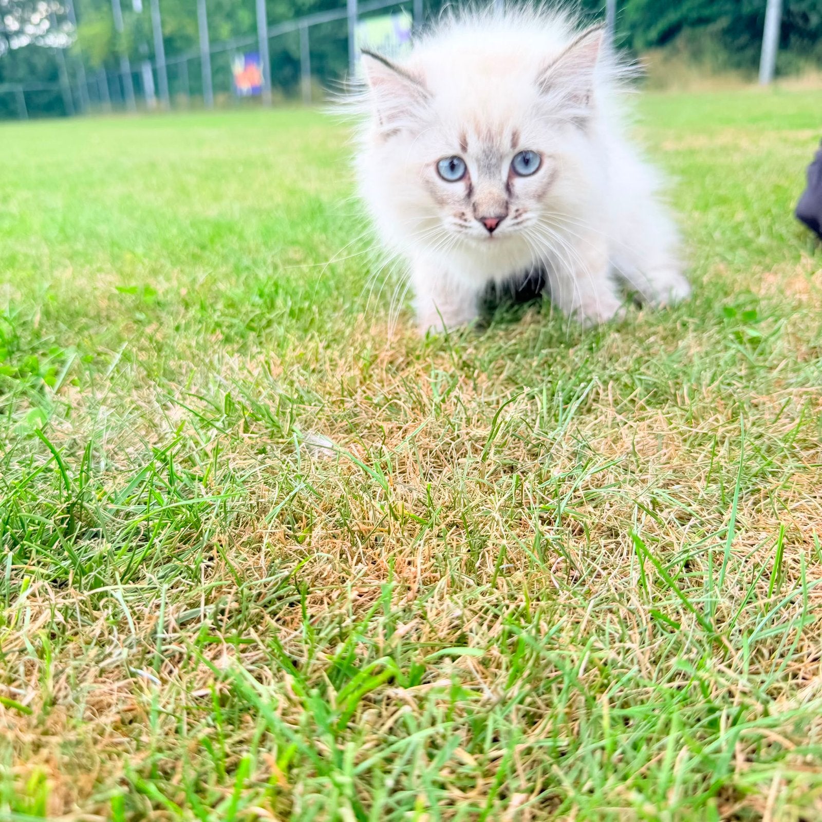 Ragdoll Blue Lynx Point kitten, Dieren en Toebehoren, Katten en Kittens | Overige Katten, Poes