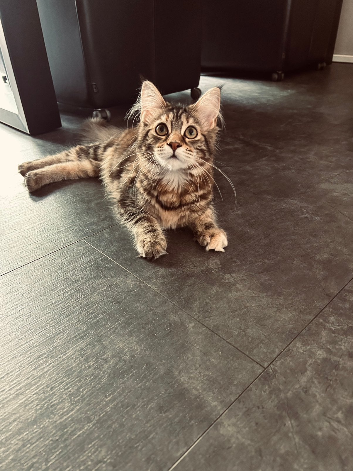 Lieve Maine Coon meisje/ kitten, Dieren en Toebehoren, Katten en Kittens | Overige Katten, Poes