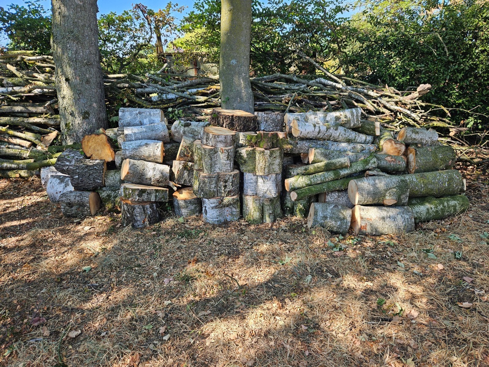 Berkenhout blokken - Ideaal brandhout, 3 tot 6 m³, Ophalen, Berkenhout, Blokken