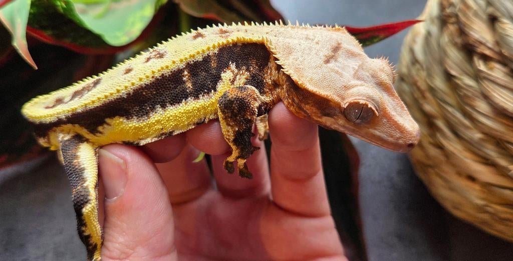 Tangerine man Crested Gecko - male for sale from Michael