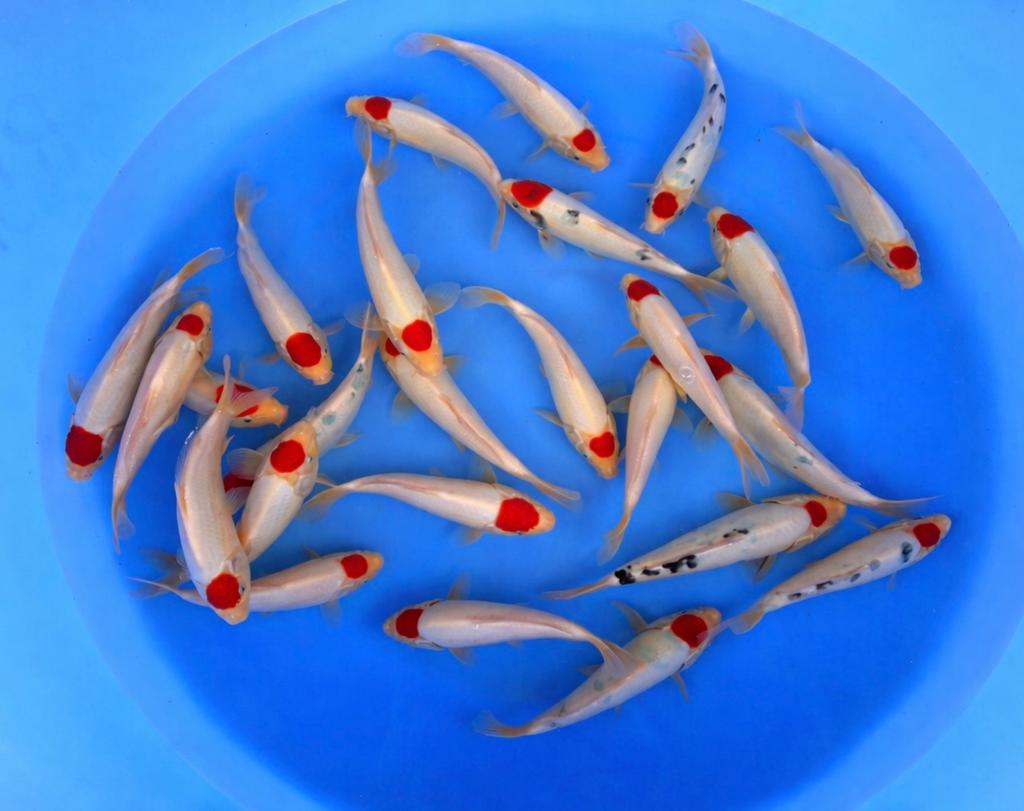 Tancho Mix, Karper of Koi