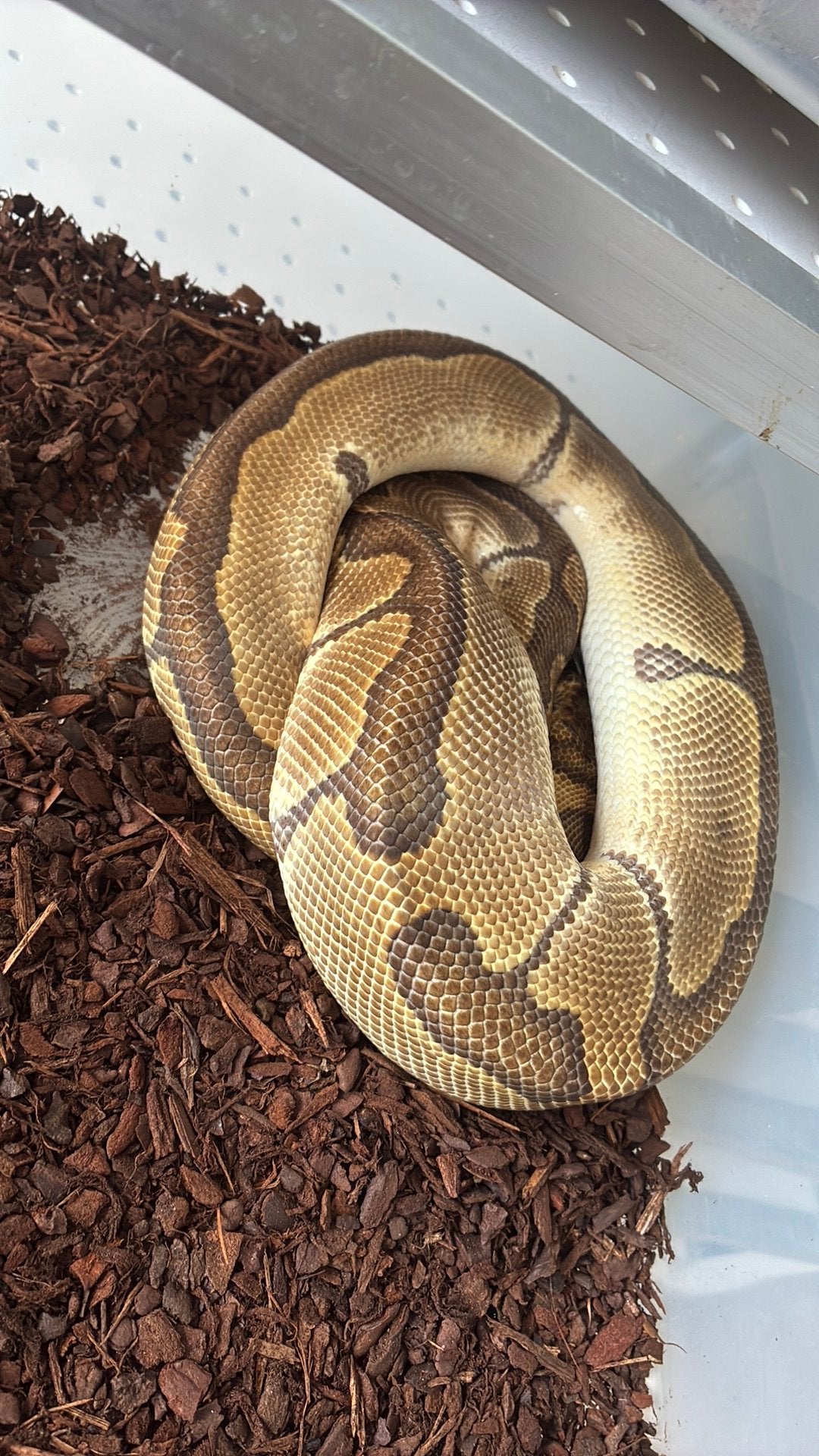 Ball python regius Ball Python photo 2