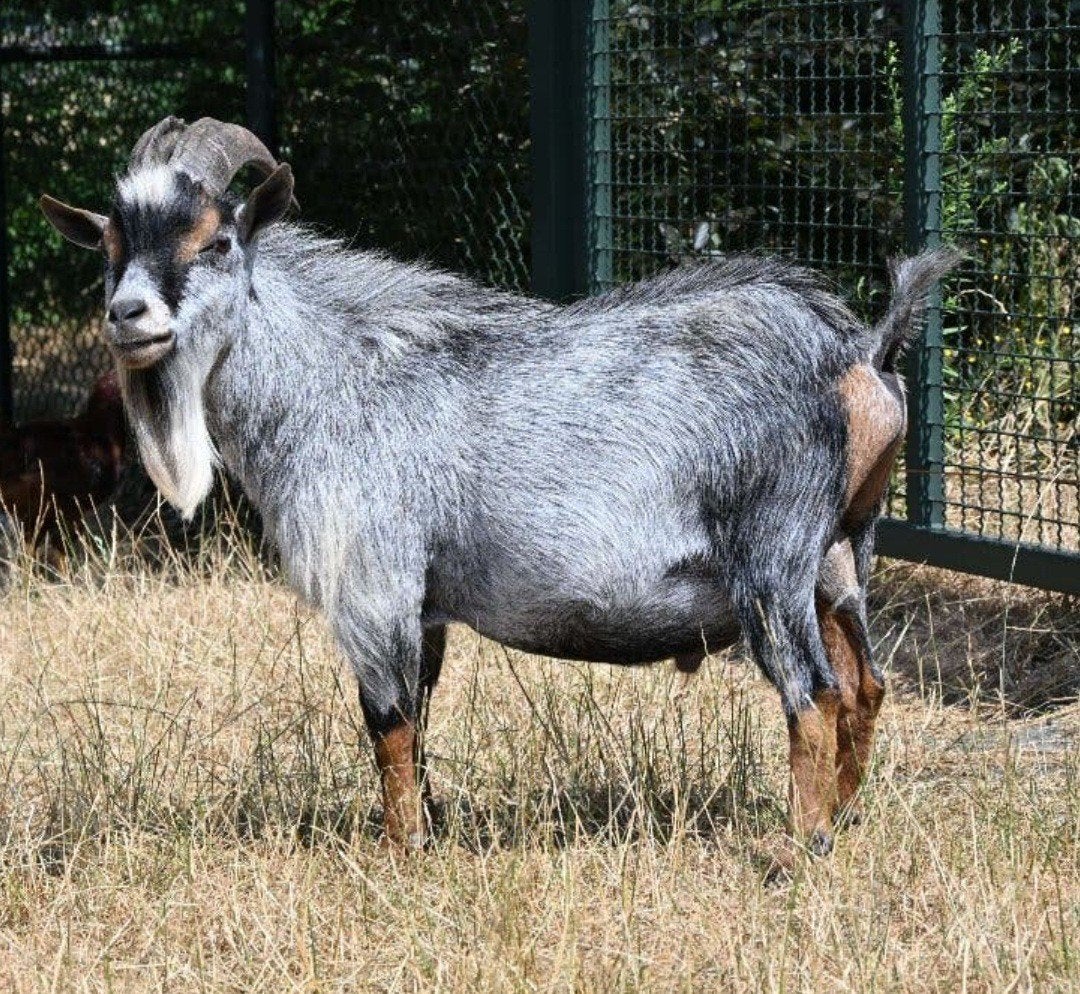 blauw schimmel dekbok dwerggeit, Mannelijk, Geit