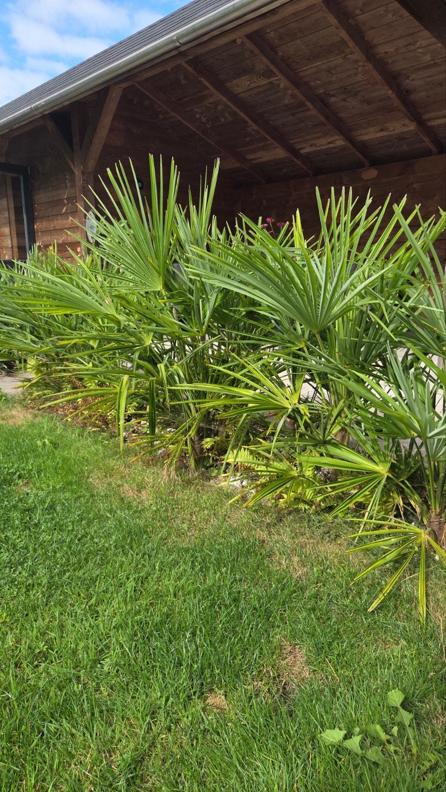 Waaierpalm palmboom - Op is op!, Ophalen, Overige soorten, Volle zon