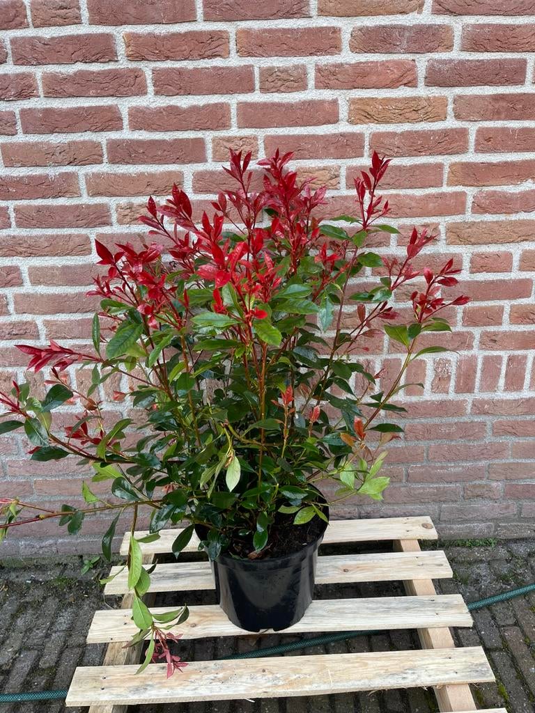 Photinia carré rouge donker rood, Tuin en Terras, Ophalen of Verzenden, Overige soorten