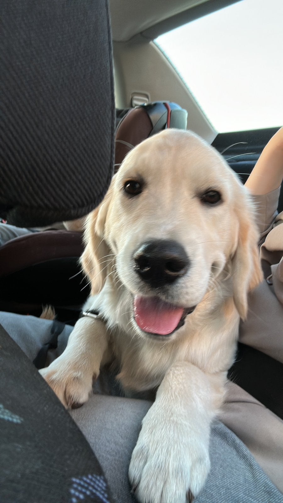 Golden retriever pup, Dieren en Toebehoren, Golden retriever, 15 weken tot 1 jaar, Reu, Eén hond
