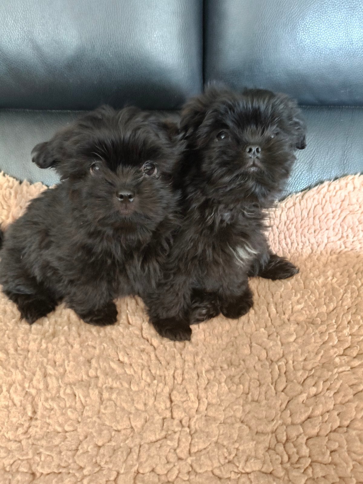 Te koop Boomer  Pomperiaan pups, Overige rassen, Meerdere, Meerdere dieren, Nederland
