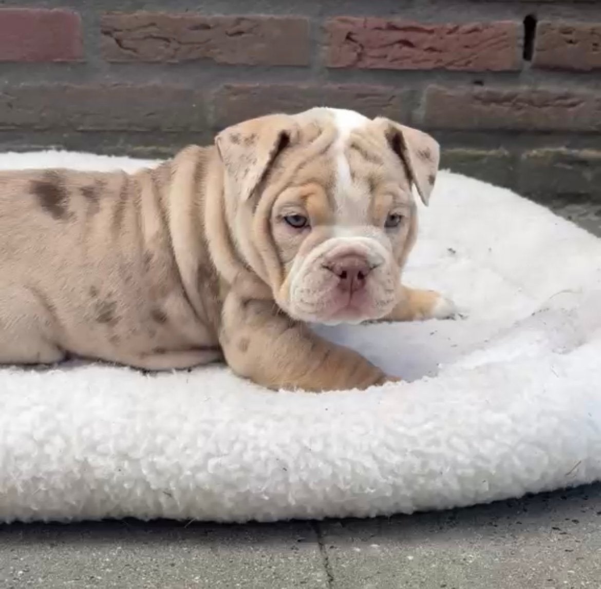 Old english bulldog pups, Parvo, 8 tot 15 weken, Bulldog, Meerdere