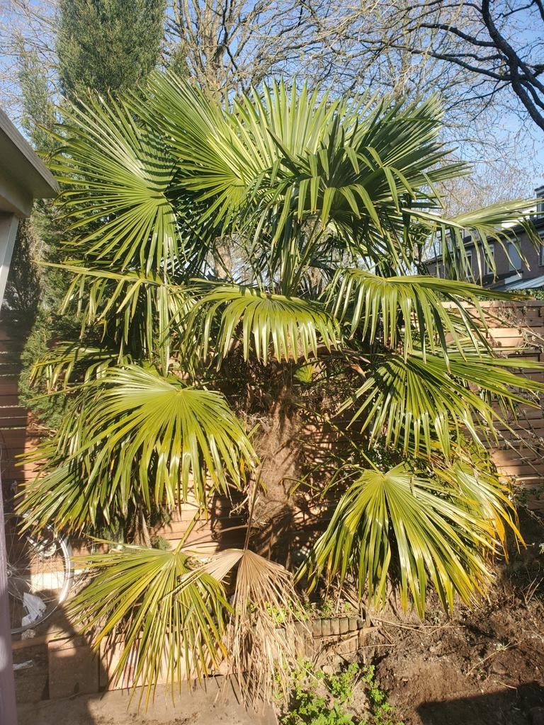 Grote palmboom (stamhoogte 180cm, totaal 3m+), Ophalen, Overige soorten, Volle zon