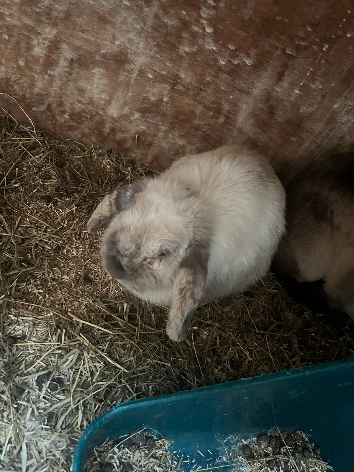 Dwergkonijn voetsters, Dieren en Toebehoren, Konijnen, Mannelijk, Dwerg
