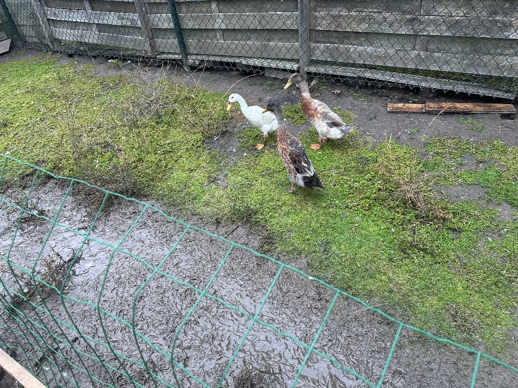 Loopeenden, Dieren en Toebehoren, Meerdere dieren, Tam