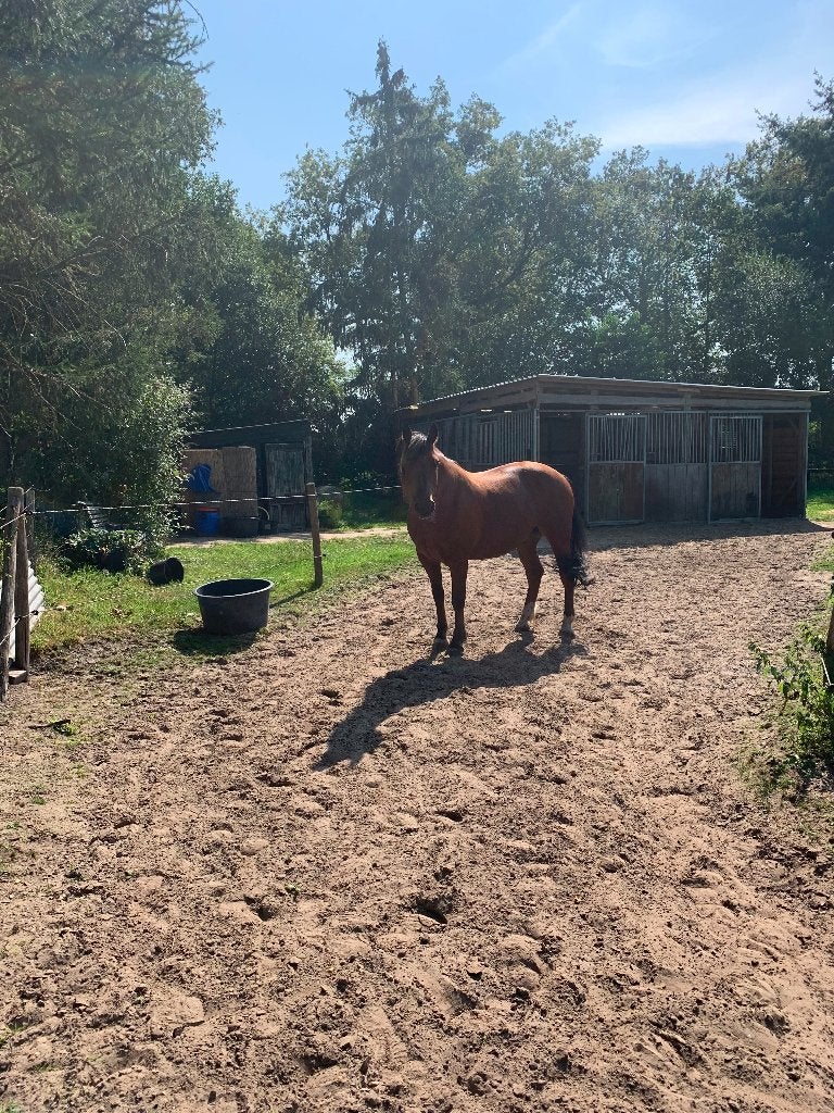 Plek in stal/wei aangeboden, Noordwolde Frl., Dieren en Toebehoren, Weidegang, 1 paard of pony