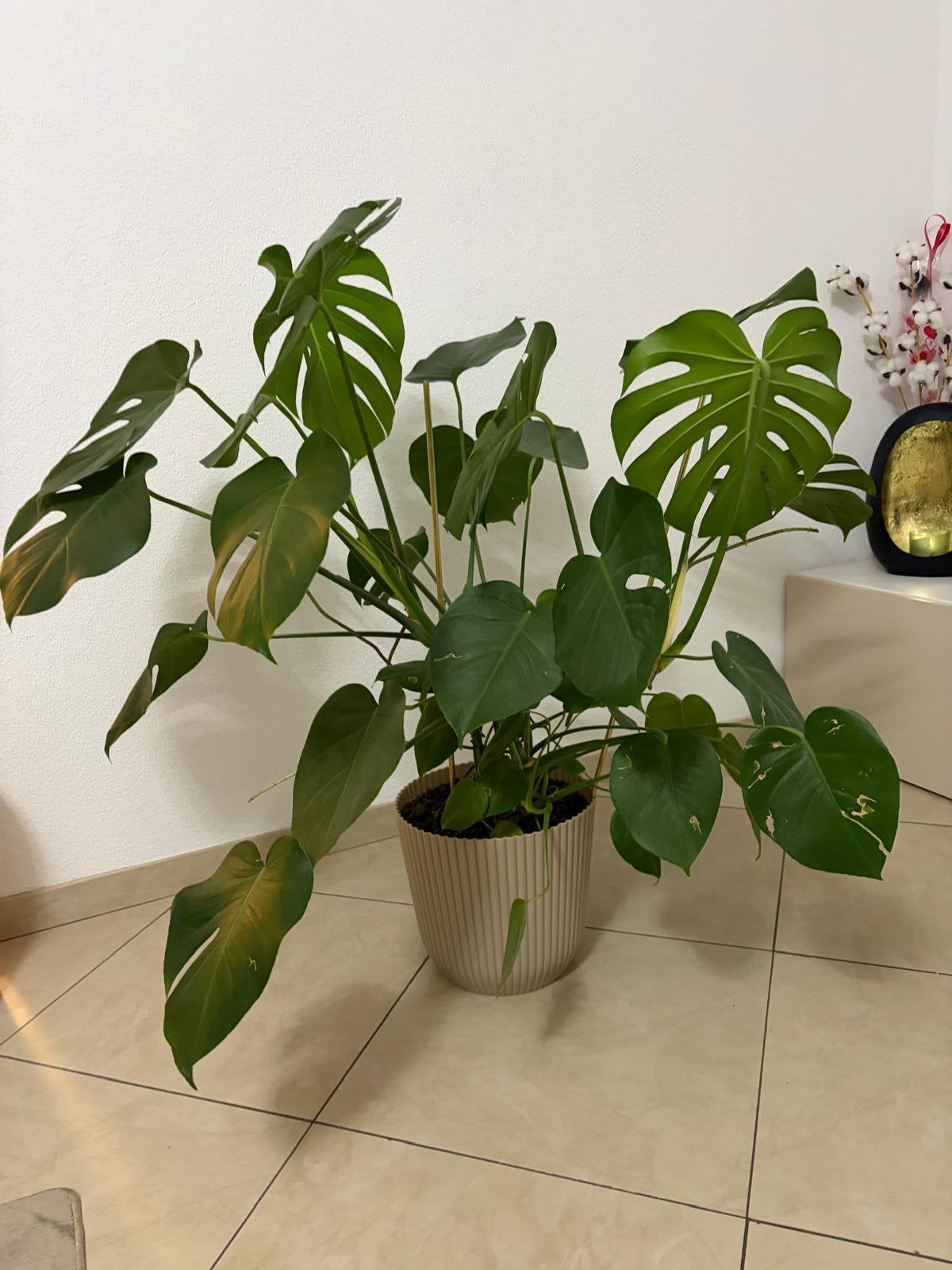 Mooie grote Monstera plant + pot, Ophalen, 100 tot 150 cm, Overige soorten, Halfschaduw