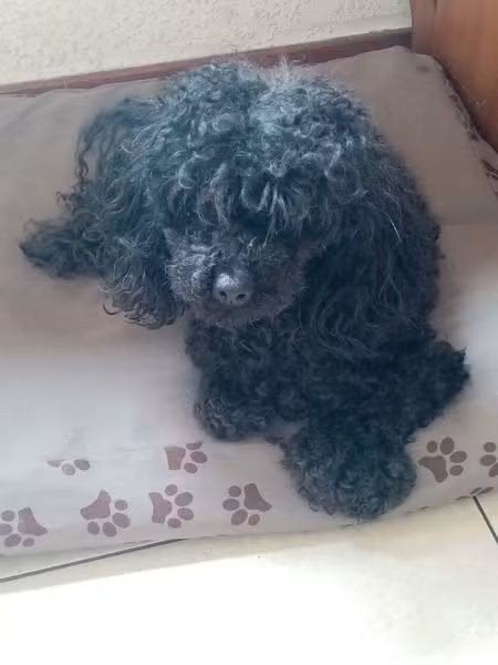 Gezocht: Toy Poedel pup, Dieren en Toebehoren, Poedel, 8 tot 15 weken, Teef, Eén hond