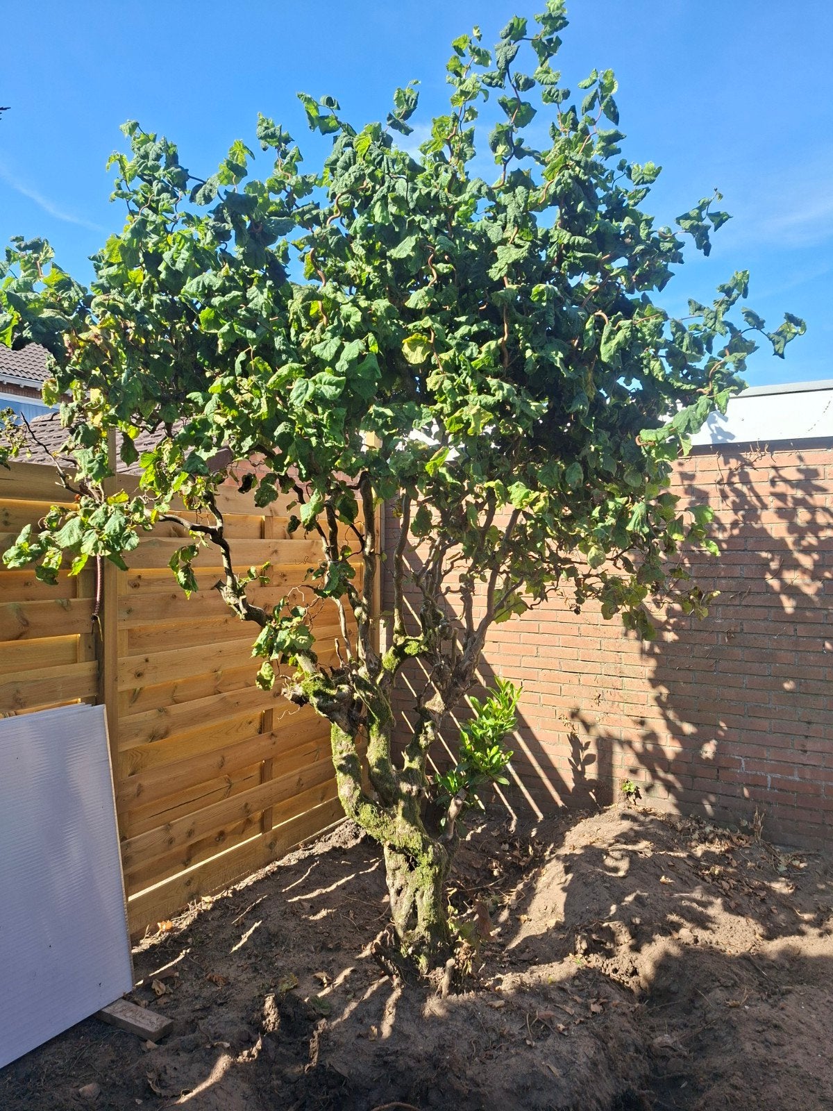 Prachtige Hazelaar (bijna 3 meter hoog) - Zelf uitgraven, Tuin en Terras, Planten | Bomen, Ophalen, Volle zon, Overige soorten