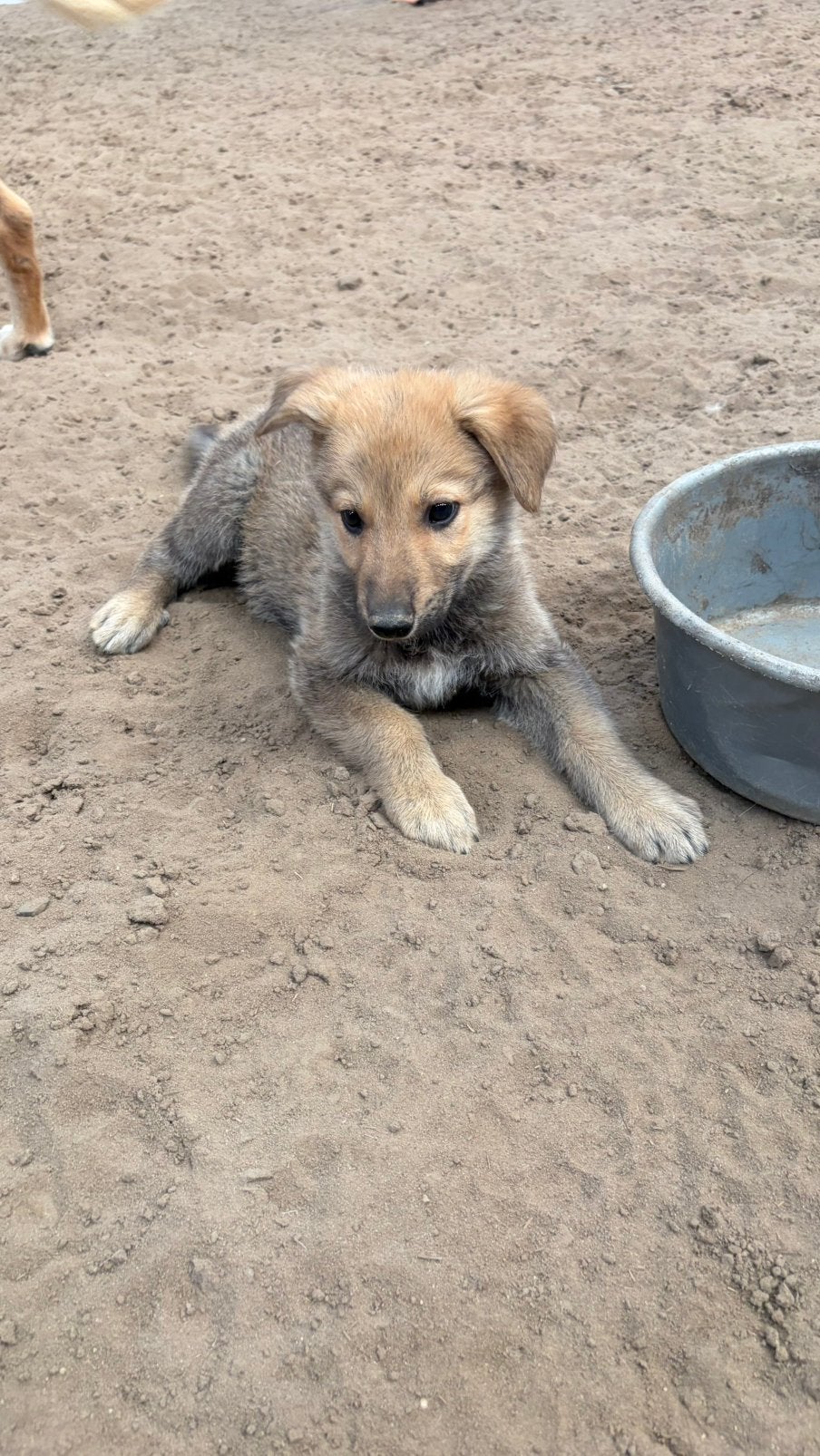 Prachtige puppys ❤️ Kruising RidgebackxWitte Herder, Meerdere, Meerdere dieren, Herder, Nederland