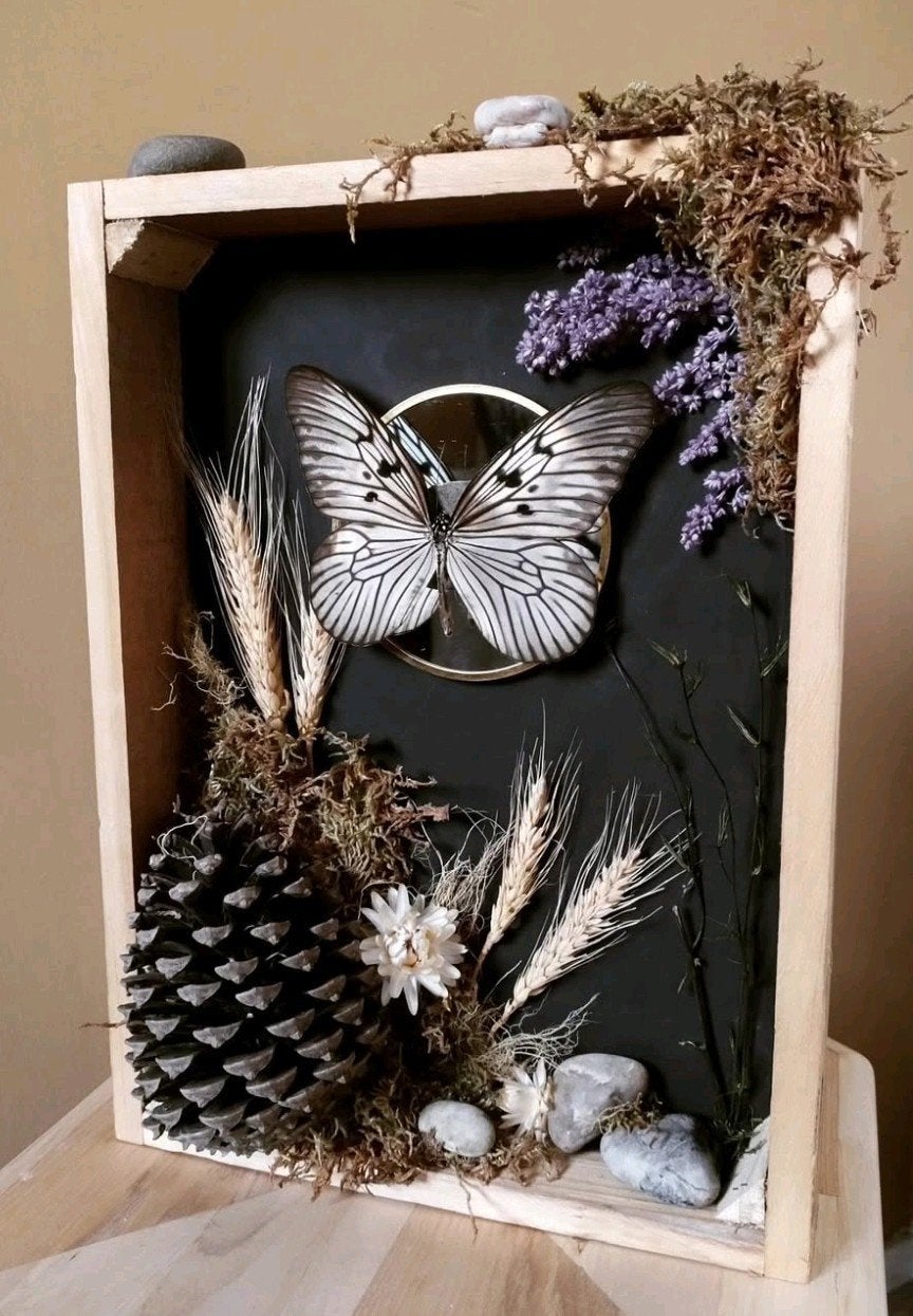 Vlinder in krat display, Verzamelen, Dierenverzamelingen, Ophalen of Verzenden