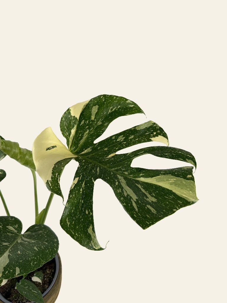 Monstera Thai Constellation p17, Huis en Inrichting, Kamerplanten, Ophalen of Verzenden, In pot, Halfschaduw, Minder dan 100 cm