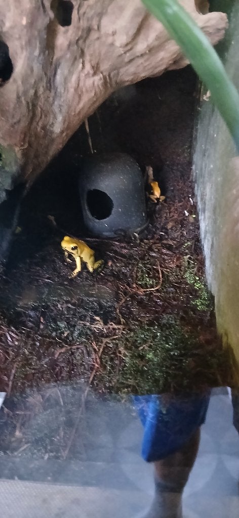 gifkikker bicolor en terribilis Frog photo 3