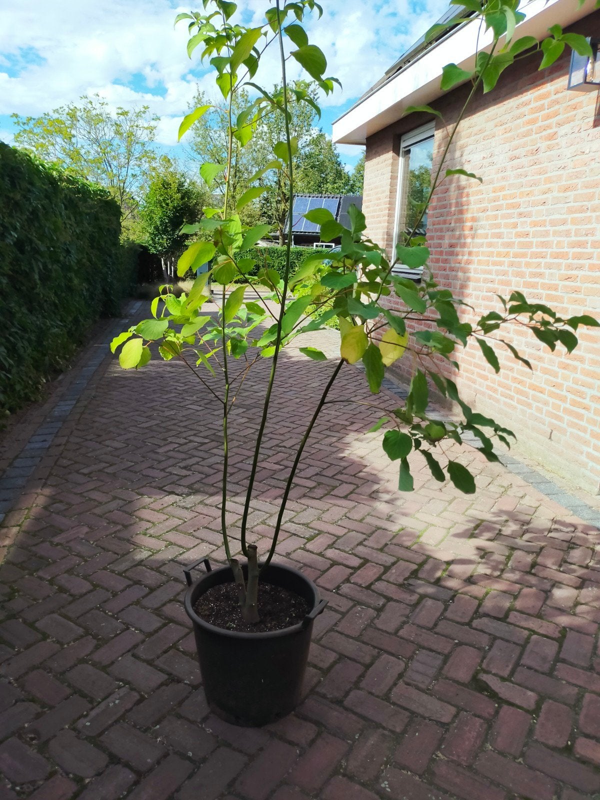 Cornus (Pagodekornoelje), Overige soorten, 100 tot 250 cm, Zomer, Ophalen