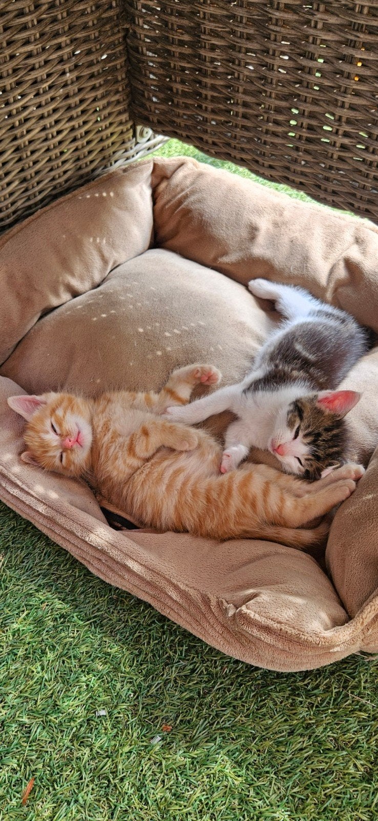 zeer mooie europese korthaar kittens