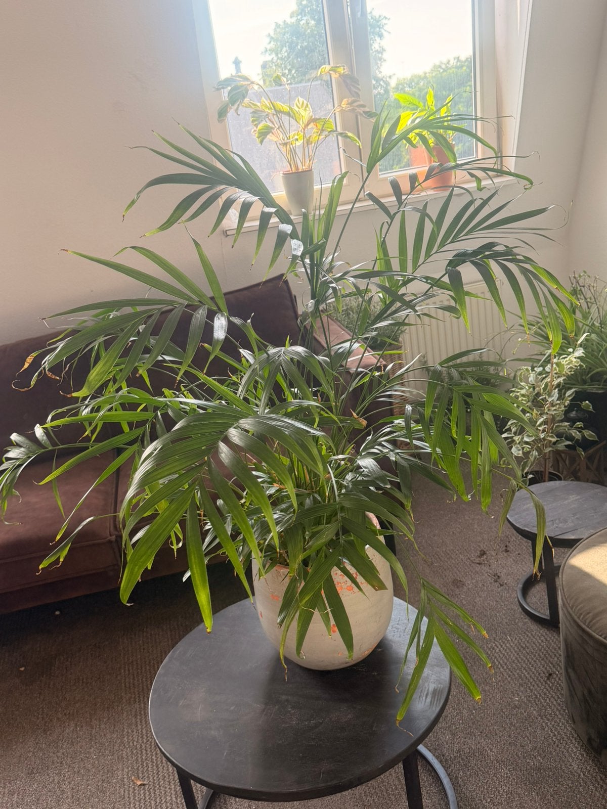 10 Houseplants - 60 euro!, Ophalen, Halfschaduw, Minder dan 100 cm