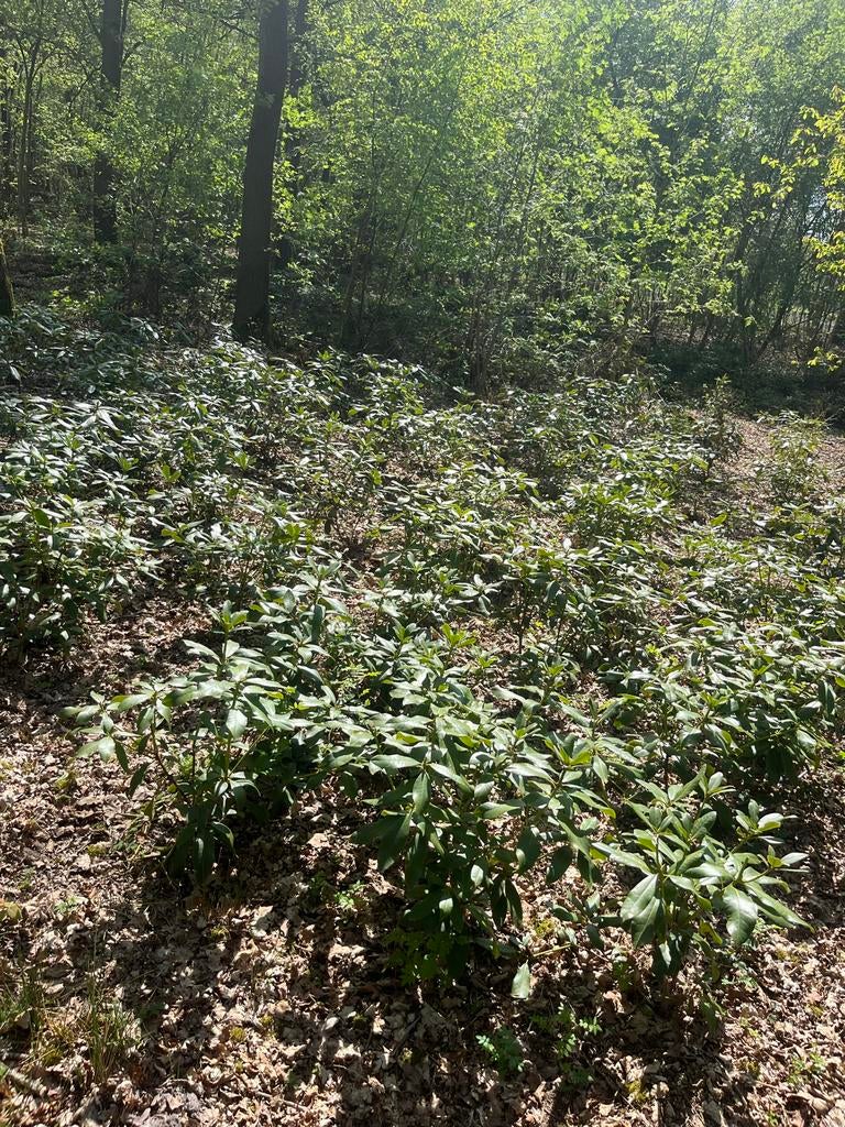 Rhododendron 'Nova Zembla' - Winterharde Rododendron, Vaste plant, Halfschaduw, Lente, Ophalen